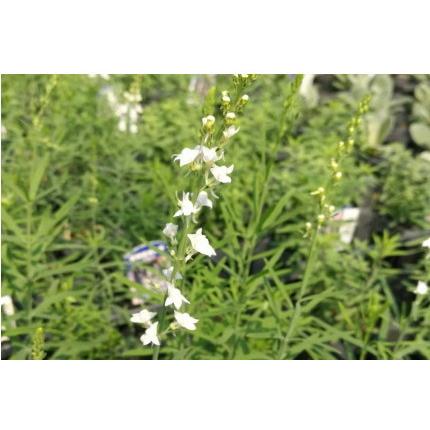 宿根リナリア（ヒメキンギョソウ） プルプレア アルバ 姫金魚草 ひめ  