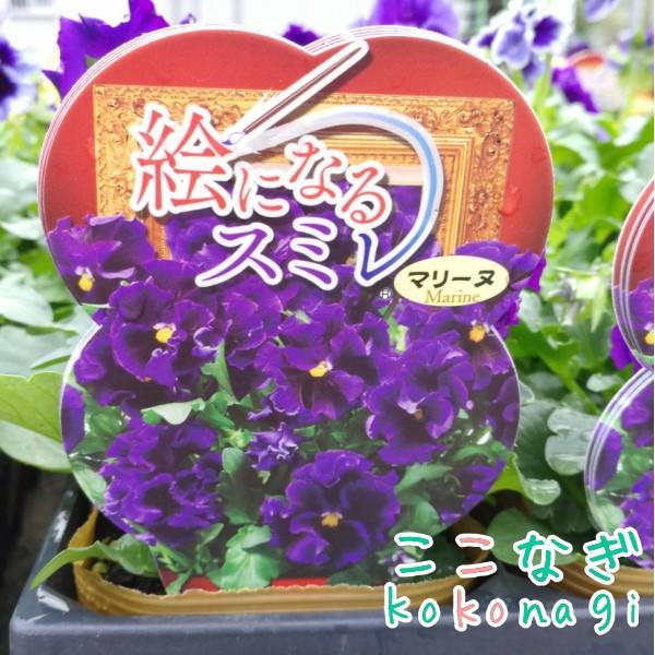 予約販売 フリル咲きパンジー 絵になるスミレ マリーヌ 10 5cmポット 3 5号 パンジー ビオラ フラワー 花 ガーデン 花壇 苗 秋苗 冬苗 春苗 寄植 10000848 ここなぎ 通販 Yahoo ショッピング