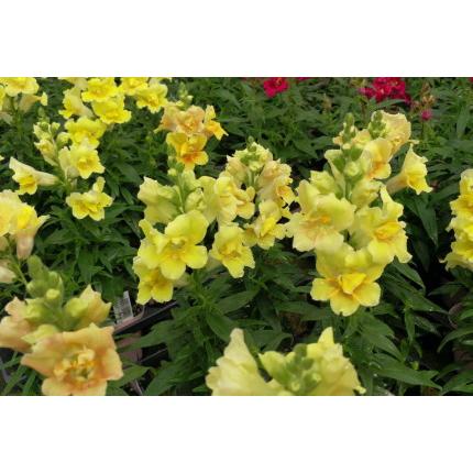 キンギョソウ トゥイニー イエローシェード 金魚草 きんぎょそう 苗 9  