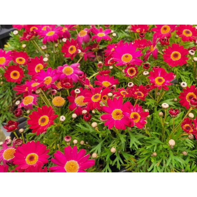 四季咲きマーガレット アンジェリク ルビー エンジェリックシリーズ