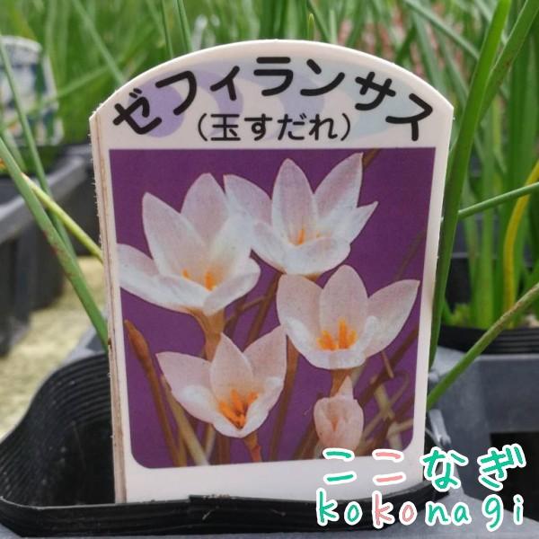 ゼフィランサス タマスダレ ホワイト 9センチポット 3号 玉すだれ たますだれ ここなぎ 通販 Yahoo ショッピング