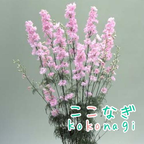 チドリソウ 千鳥草 ラークスパー カンヌ クリスタルピンク 9