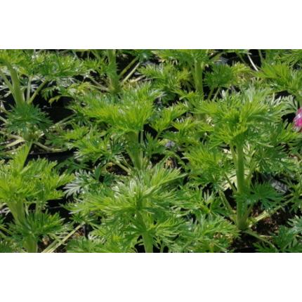 チドリソウの抜き苗　10本＋おまけ♪ 千鳥草　月曜日発送 チドリソウの抜き苗 10本＋おまけ♪ 千鳥草 月曜日発送