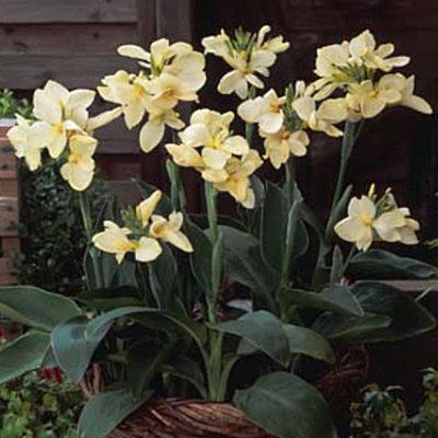 カンナ トロピカルホワイト 苗 9センチポット 3号 ここなぎ 通販 Yahoo ショッピング