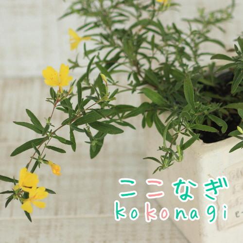 エノテラ アフリカンサン 9センチポット 3号 ここなぎ 通販 Yahoo ショッピング