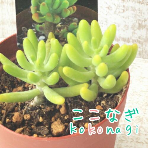 多肉植物 八千代 やちよ セダム属 7 5センチポット 2号 ここなぎ 通販 Yahoo ショッピング