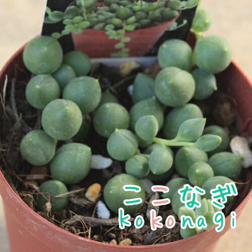 多肉植物 ピーチネックレス セネシオ属 7 5センチポット 2号 ここなぎ 通販 Yahoo ショッピング