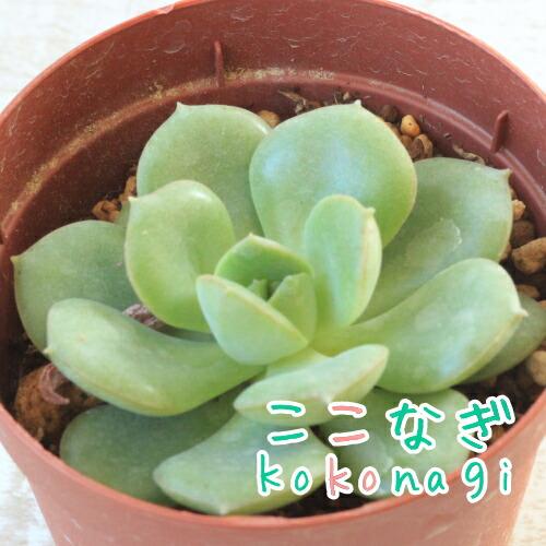 多肉植物 みどり牡丹 みどりぼたん ニクサーサ ニクサーナ エケベリア属 7 5センチポット 2号 ここなぎ 通販 Yahoo ショッピング