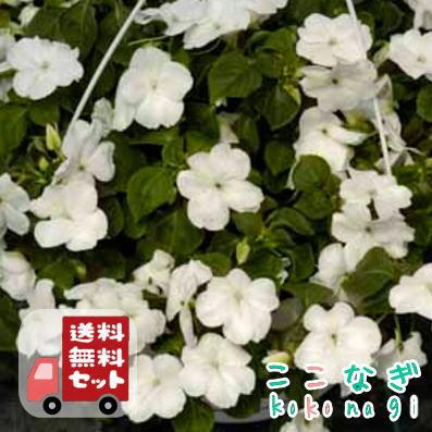 WHYTO（ホワイト） 【送料無料・12Pセット】インパチェンス 苗 9cm