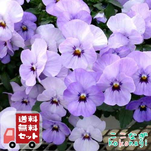 送料無料・12Pセット】ビオラ ふじいろももか 9センチポット 3号 花苗