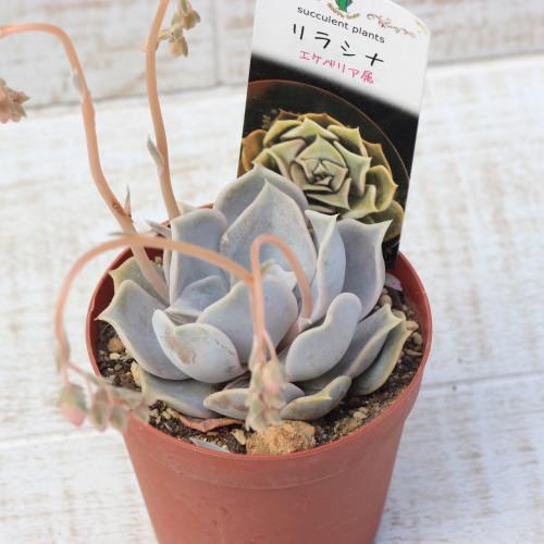 多肉植物 リラシナ エケベリア属 7 5センチポット 2号 ここなぎ 通販 Yahoo ショッピング