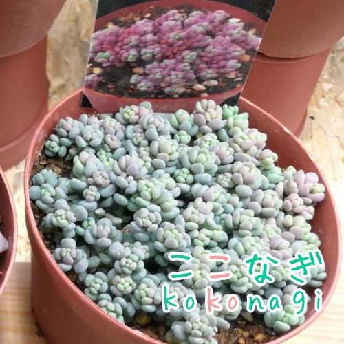 多肉植物 パープルヘイズ セダム属 7 5センチポット 2号 ここなぎ 通販 Yahoo ショッピング