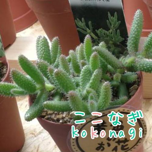 多肉植物 雷童 デロスペルマ属 7 5センチポット 2号 ここなぎ 通販 Yahoo ショッピング