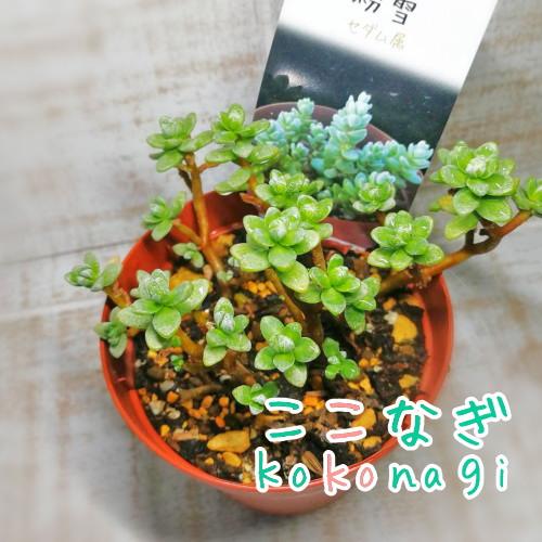 多肉植物 粉雪 セダム属 7 5センチポット 2号 ここなぎ 通販 Yahoo ショッピング