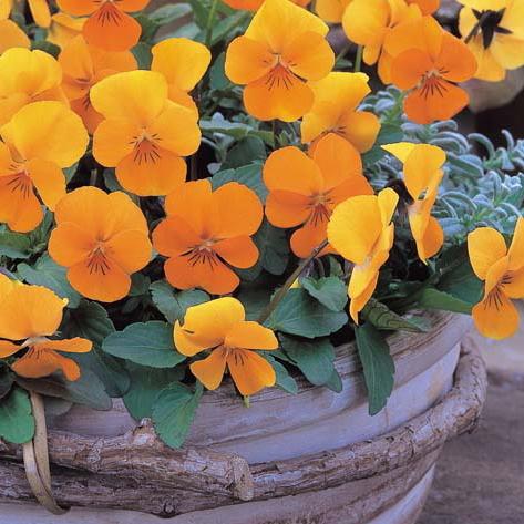 ビオラ オレンジ 9センチポット 3号 : ここなぎ - 通販 - Yahoo