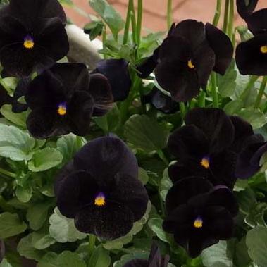 びおら様ご依頼品　計9苗 ビオラ ブラック 9センチポット 3号 : ここなぎ - 通販 - Yahoo