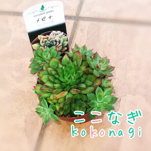 多肉植物 メビナ エケベリア属 7 5センチポット 2号 ここなぎ 通販 Yahoo ショッピング