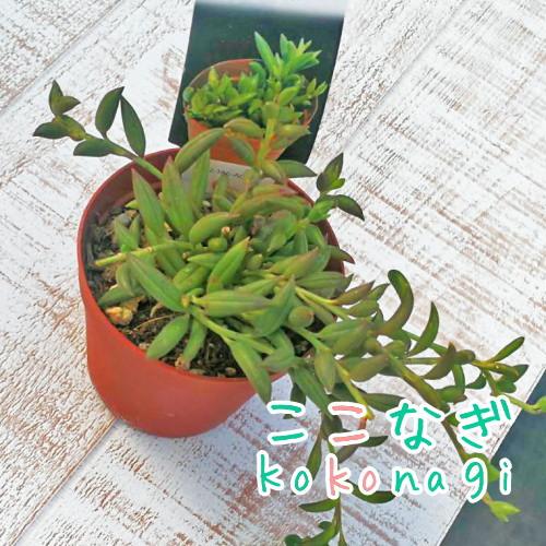 多肉植物 三日月ネックレス セネシオ属 7 5センチポット 2号 ここなぎ 通販 Yahoo ショッピング