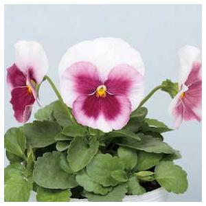 薔薇の花、パンジー　額紫陽花の3点セット　ゴードンさん 額紫陽花 ポージーブーケ グレイス | Hydrangea macrophilla cv. posy