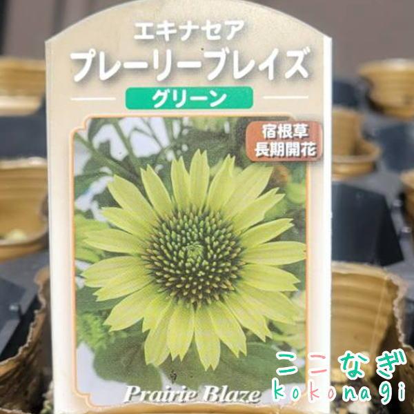 エキナセア プレーリーブレイズ グリーン 9cmポット 3号 : ここなぎ
