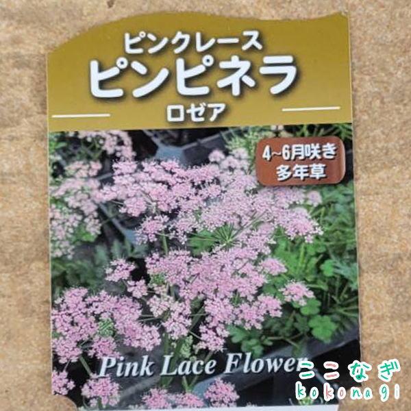 ピンピネラ マヨール ロゼア 9cmポット 3号 : ここなぎ - 通販 - Yahoo