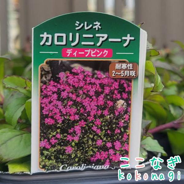 シレネ カロリニアナ（ピンクパンサー） ディープピンク 9cmポット 3号