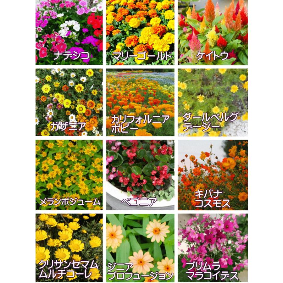 送料無料】花苗 セット20株 福袋 フラワー 花壇 花 送料無料 苗物 寄せ