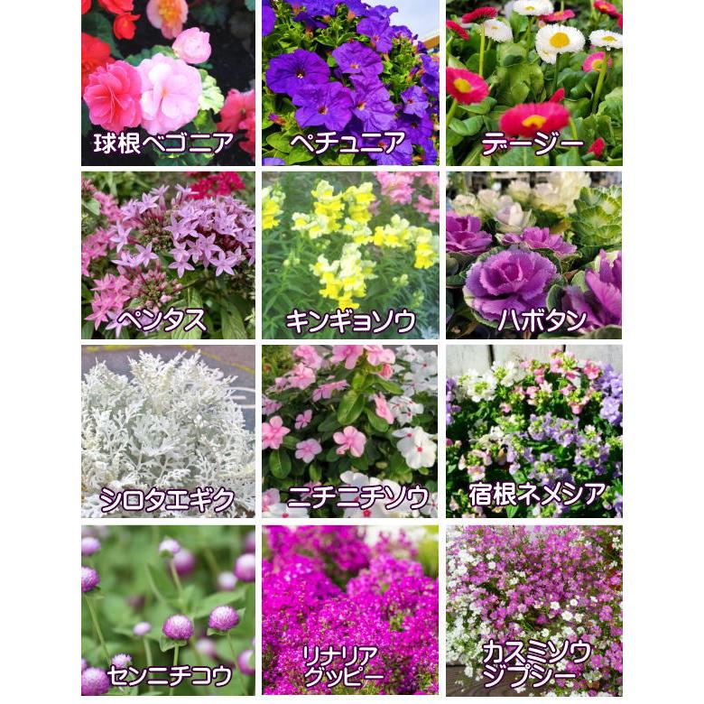 送料無料】花苗 セット20株 福袋 フラワー 花壇 花 送料無料 苗物 寄せ