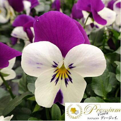 花 Night Phlox 'Midnight Candy' seeds - Zaluzianskya capensis