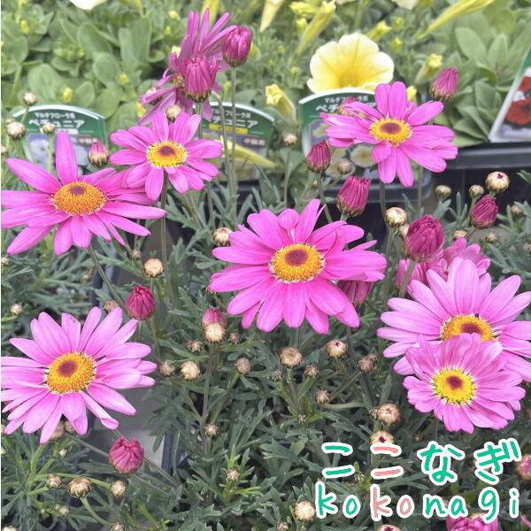 マーガレット商品です マーガレット：あんずな気持ち3.5号ポット 3株セット の通販