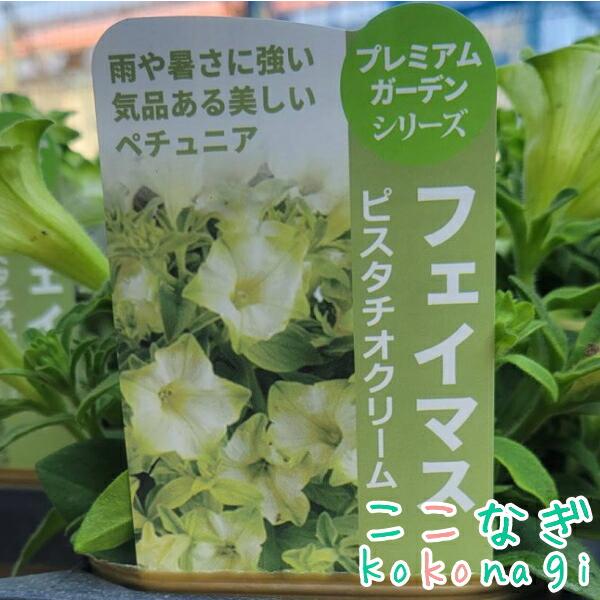 ペチュニア フェイマス ピスタチオクリーム 10.5cmポット 3.5号 : ここ
