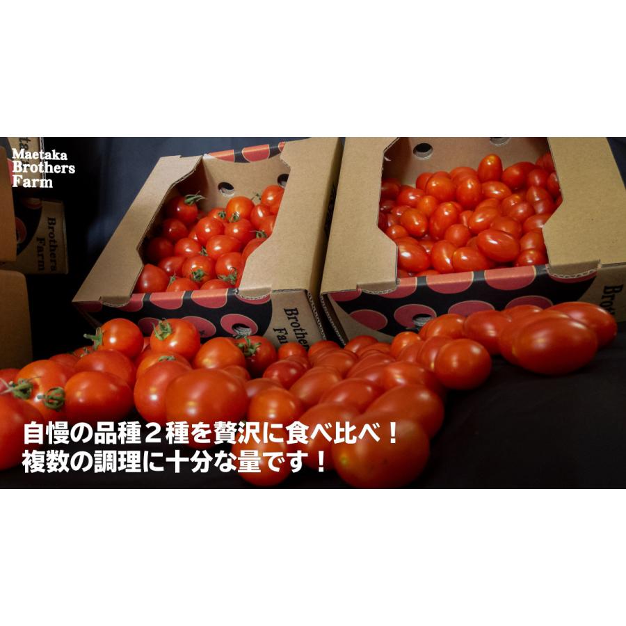 爆売りセール開催中 トマト フルーツミニトマト 心の実 スイート ベリー 1 6kg 2箱 1組 Wantannas Go Id