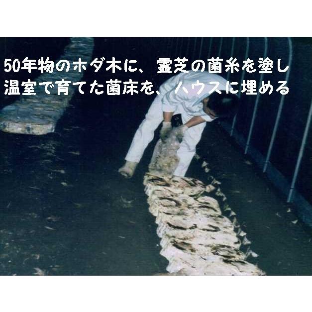 ニューパワーレイシチャーガEX90包 : 自然食品の店クオーレ