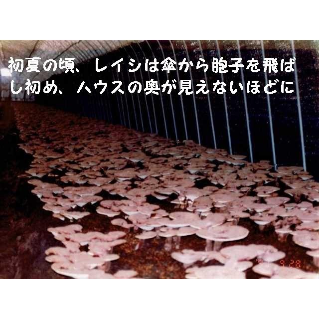 ニューパワーレイシチャーガEX90包 : 自然食品の店クオーレ