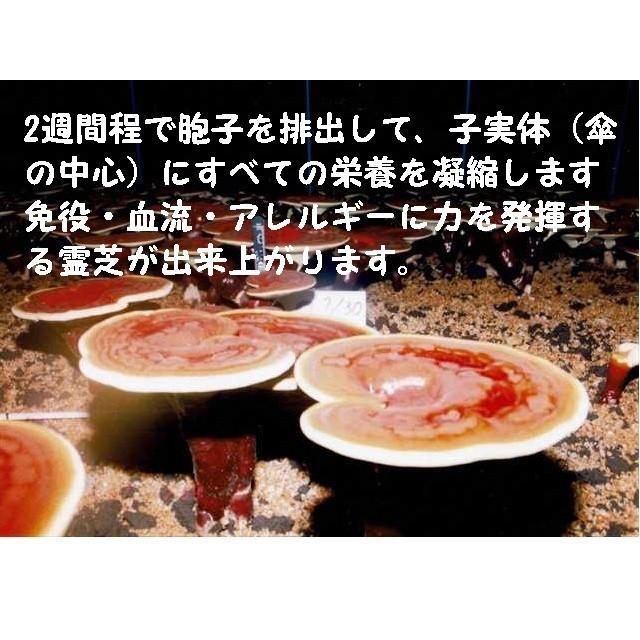 ニューパワーレイシチャーガEX90包 : 自然食品の店クオーレ