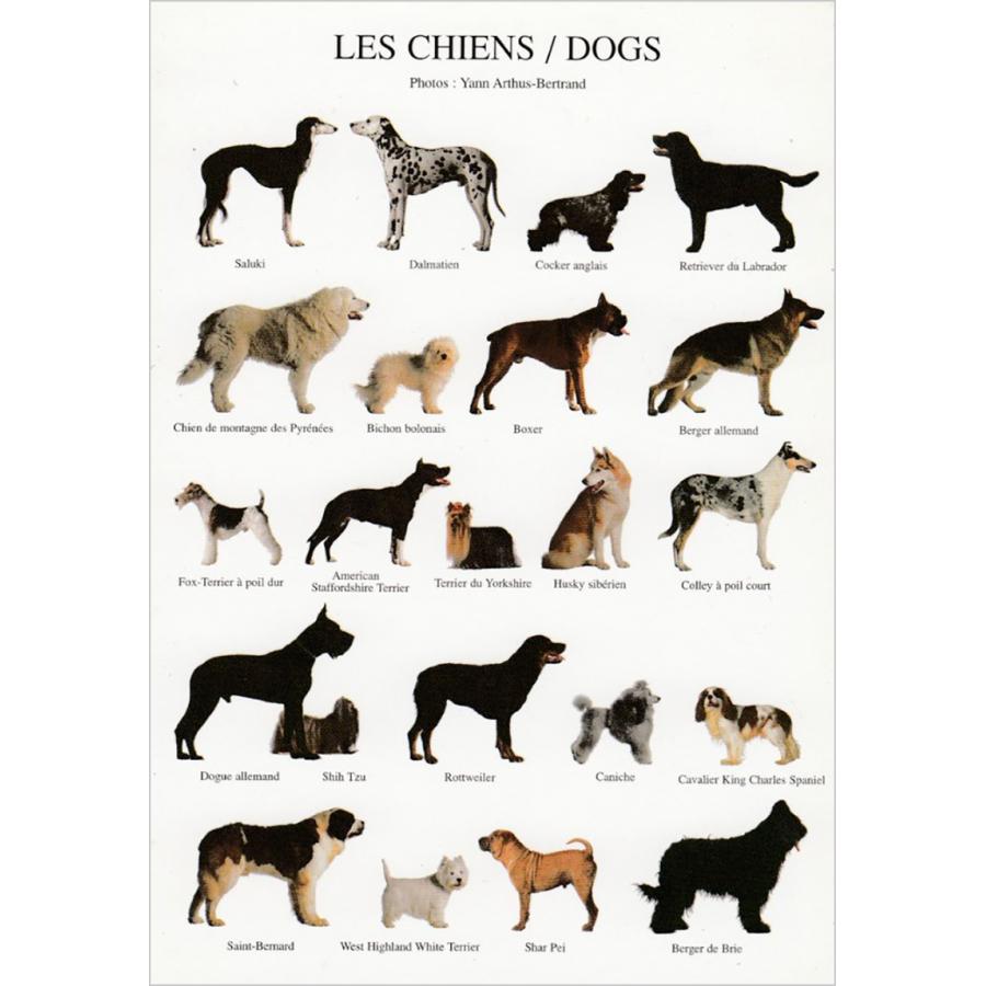 おしゃれ ポストカード 犬