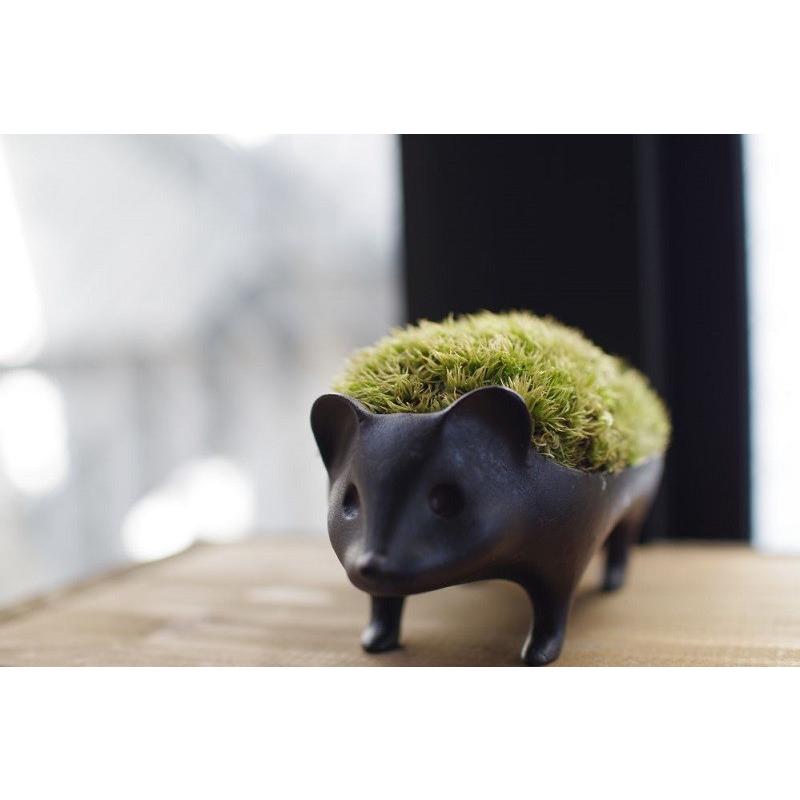 苔盆栽 親はりねずみ 能作&品品 小林健二 nousaku のうさく 苔盆栽 親はりねずみ 能作&品品 小林健二 nousaku のうさく