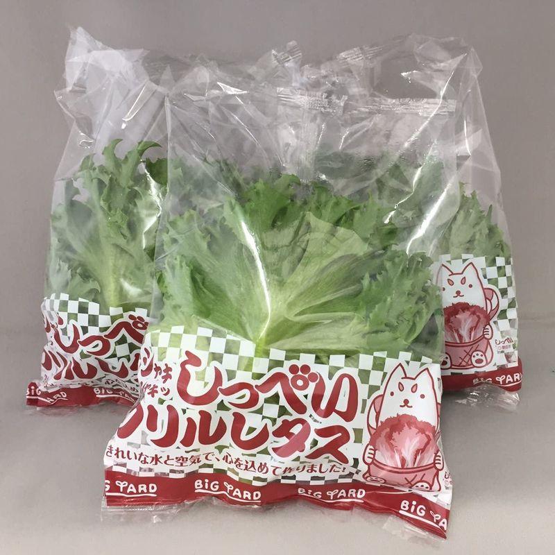 高い素材 国産サラダ野菜 水耕栽培 しっぺいフリルレタス100g×40袋入り megjc.gov.jm 高い素材 国産サラダ野菜 水耕栽培 しっぺいフリルレタス100g×40袋入り megjc.gov.jm