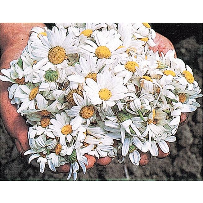 紀陽除虫菊 天然蚊とり線香プレミアム4巻 : KOKUBOショップ 紀陽除虫菊 天然蚊とり線香プレミアム4巻 : KOKUBOショップ