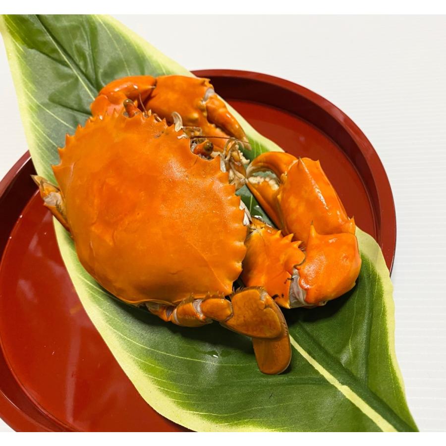 浜名湖産 どうまん蟹l 3 浜名湖 黒竜丸 通販 Yahoo ショッピング