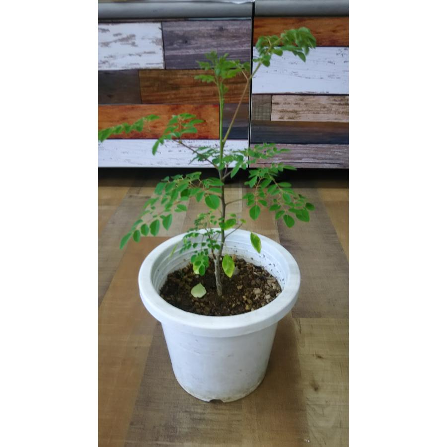 モリンガ 種 (10g) 育て方マニュアル付き プランター植え可｜kokusan-moringa｜04
