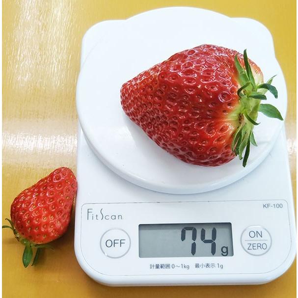 冬ギフト/贈答用/1粒70g以上の特大いちご・紅ほっぺプラチナ 冬ギフト/贈答用/1粒70g以上の特大いちご・紅ほっぺプラチナ