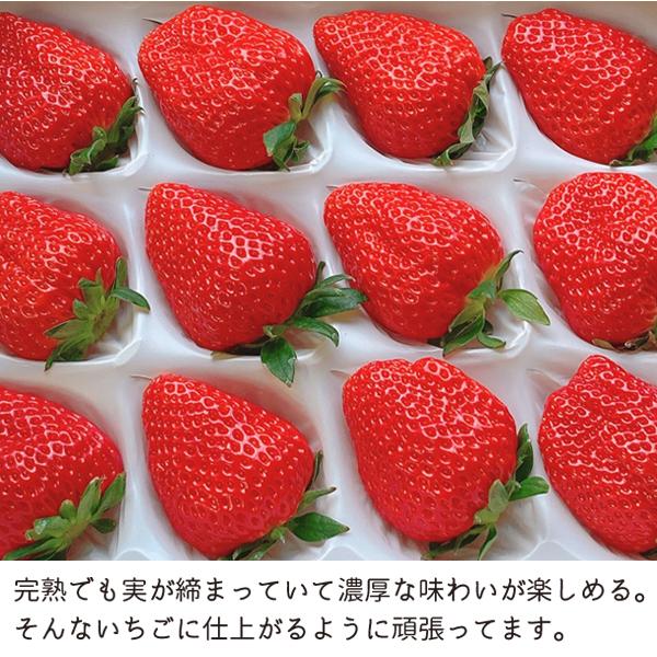 いちご 紅ほっぺ 贈答用 特大いちご 送料無料 完熟 朝採り 9粒または12