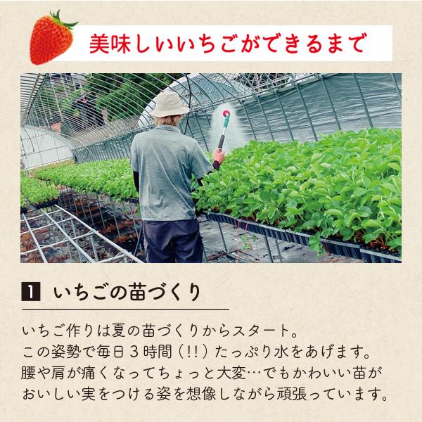 いちご 紅ほっぺ 贈答用 特大いちご 送料無料 完熟 朝採り 9粒または12粒 450g |  | 10