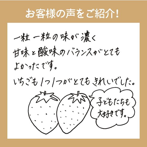 いちご 紅ほっぺ 贈答用 特大いちご 送料無料 完熟 朝採り 9粒または12粒 450g |  | 05