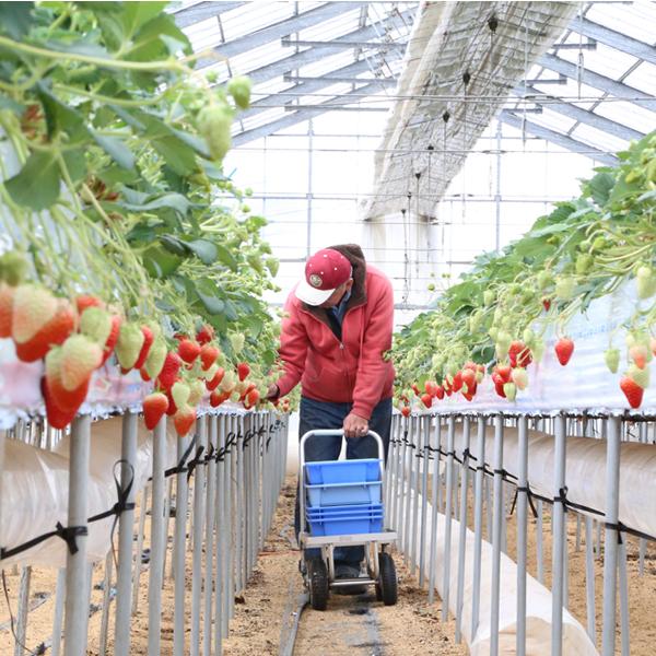 【大容量】朝採り 紅ほっぺ 極小粒 〜農家直送〜 いちご　苺 4/28発送 【大容量】朝採り 紅ほっぺ 極小粒 〜農家直送〜 いちご
