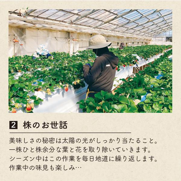 いちご 紅ほっぺ 贈答用 特大いちご 送料無料 完熟 朝採り 9粒または12粒 450g |  | 11