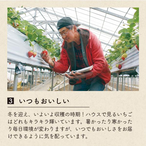 いちご 紅ほっぺ 贈答用 特大いちご 送料無料 完熟 朝採り 9粒または12粒 450g |  | 12