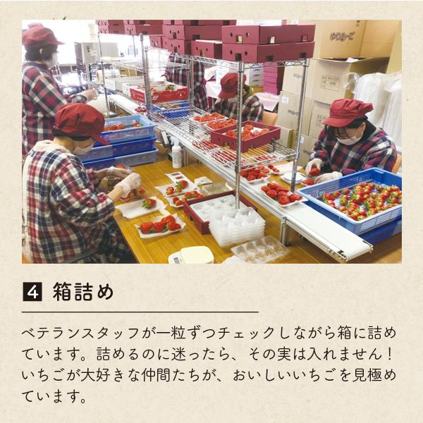いちご 紅ほっぺ 贈答用 特大いちご 送料無料 完熟 朝採り 9粒または12粒 450g |  | 13