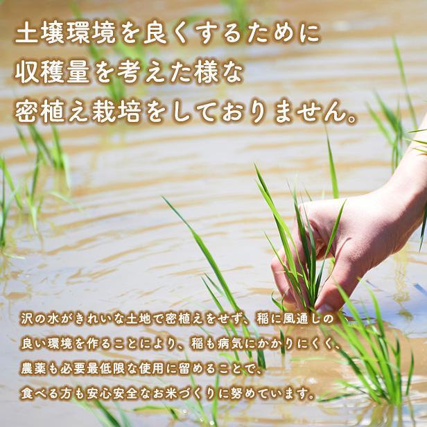 【精米30ｋｇ】令和5年産 秋田県産 あきたこまち27ｋｇ  厳選されたおいしいお米米びつ当番【天鷹唐辛子】付き｜komatiline｜02